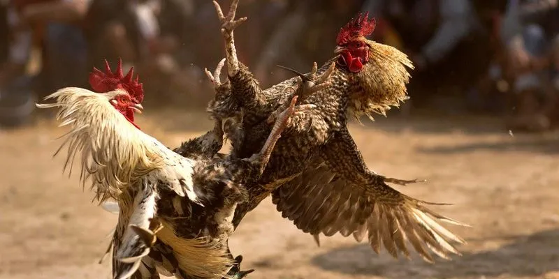 Đá gà AU88 trực tuyến như thật